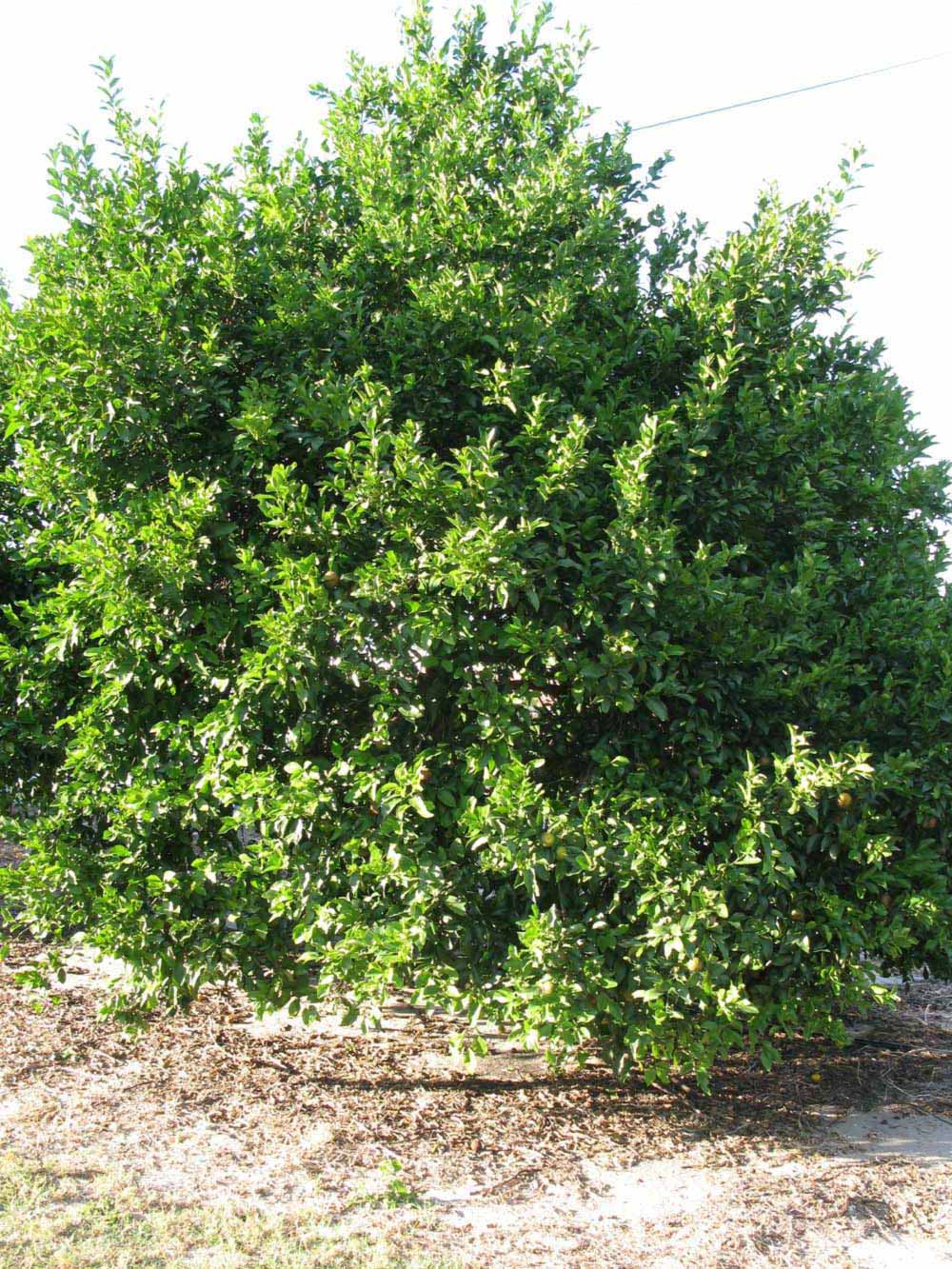              Habit (Winter Haven, FL)       